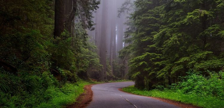 redwood national park