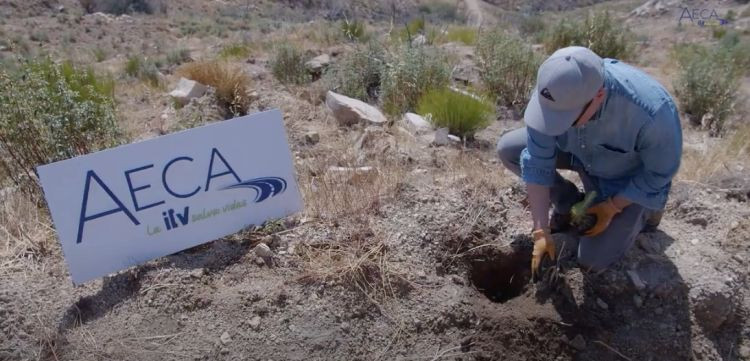 Aeca itv plantacion sierra paramera