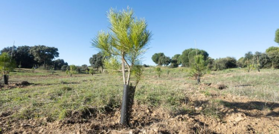 Bosque Sigaus Tres Cantos